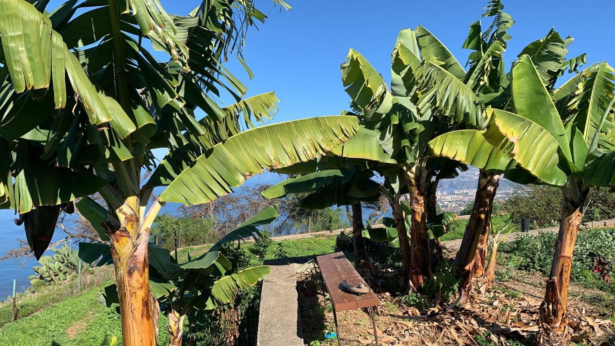 Icod el Alto Casas En Finca Ecologica La Espiral, Naturaleza, Calma Y Vistas Al Mar, מראה חיצוני תמונה